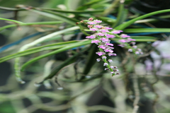 Diplocentrum recurvum